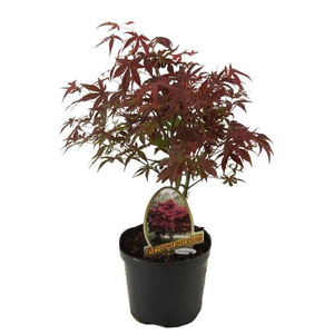 Acer palmatum 'Atropurpureum' / Vöröslevelű japán juhar