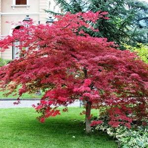 Acer palmatum 'Atropurpureum' / Vörös levelű japán juhar