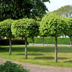 Acer platanoides 'Globosum' / Gömb juharfa (földlabdás)