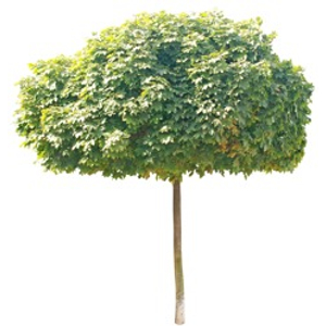Acer platanoides 'Globosum' / Gömb juhar (földlabdás)