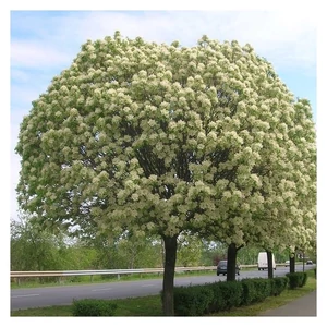 Fraxinus ornus 'Mecsek' / Gömb kőrisfa (földlabdás)