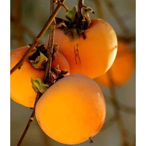 Diospyros kaki 'Vaniglia' / Datolyaszilva