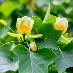Liriodendron tulipifera / Amerikai tulipánfa