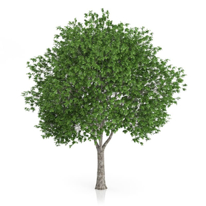 Platanus x acerfolia / Juhar levelű platán