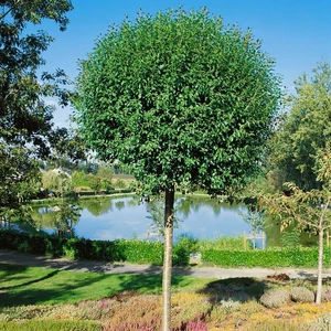 Prunus fruticosa 'Globosa' / Gömb csepleszmeggy fa