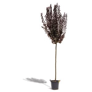 Prunus cerasifera 'Nigra' / Vérszilva