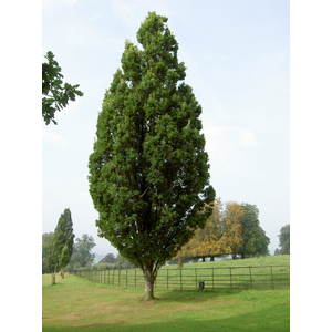 Quercus robur 'Fastigiata' / Oszlopos kocsányos tölgy