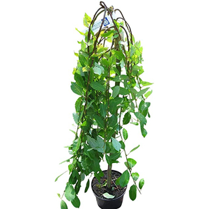Salix caprea pendula 'Kilmarnock' / Csüngő barkafűz (tm.: 120 cm)