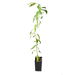 Salix babylonica var. pekinensis 'Tortuosa' / Csavart fűzfa