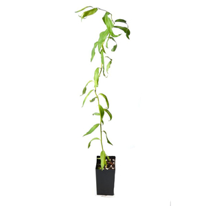 Salix babylonica var. pekinensis 'Tortuosa' / Csavart fűz