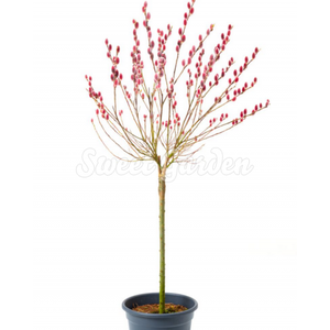 Salix gracilistyla 'Mount aso' / Rózsaszín fűz