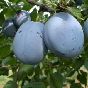 Prunus domestica 'Stanley' / 'Stanley' szilvafa (szabadgyökeres)