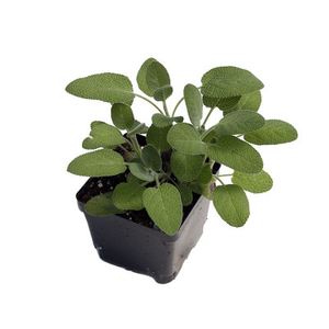 Salvia officinalis 'Berggarten'  / Orvosi zsálya
