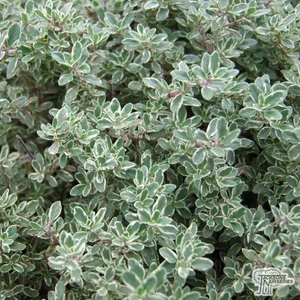 Thymus x citriodorus 'Silver Queen' / Citrom illatú kakukkfű