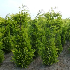 Chamaecyparis lawsoniana 'Yvonne' / Arany lombú oregoni hamisciprus (földlabdás)