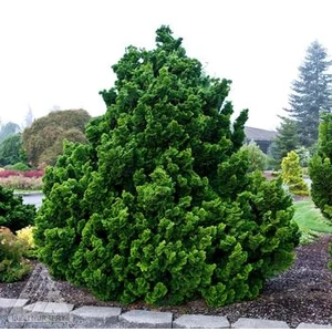 Chamaecyparis obtusa 'Nana Gracilis' / Hinoki álciprus