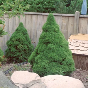 Picea glauca 'Conica' / Cukorsüvegfenyő