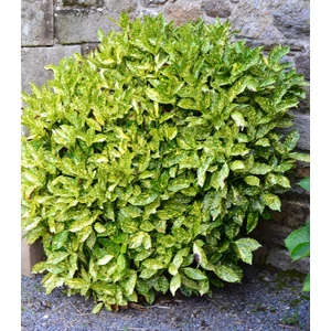 Aucuba japonica 'Crotonifolia' / Japán babérsom