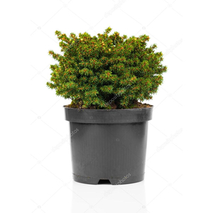 Picea abies 'Nidiformis' / Törpe fészekluc