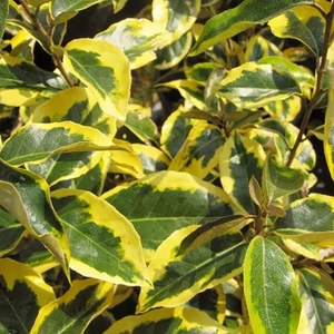 Elaeagnus ebbingei 'Eleador' - 'Limelight' / Sárga-tarka levelű ezüstfa