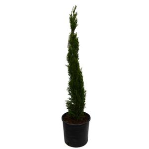 Cupressocyparis sempervirens 'Totem' / Európai ciprus