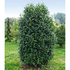 Prunus laurocerasus 'Genolia' / Oszlopos babérmeggy (földlabdás)