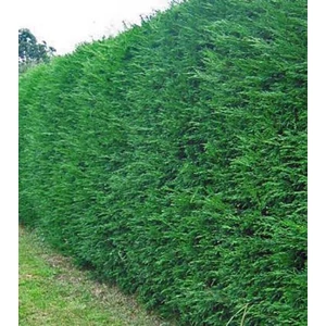 xCupressocyparis leylandii / Leylandi ciprus