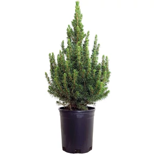 Picea glauca 'Conica' / Cukorsüvegfenyő