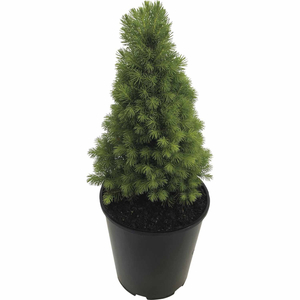 Picea glauca 'Conica' / Cukorsüvegfenyő