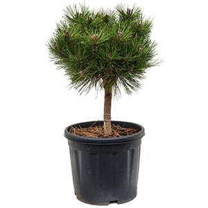 Pinus nigra 'Brepo' / Feketefenyő törpe gömb (1/2 törzses)