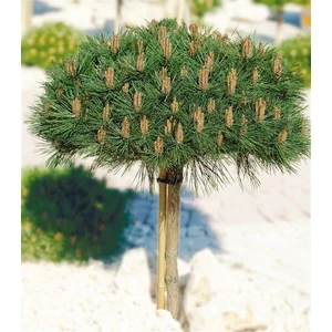 Pinus nigra 'Brepo' / Feketefenyő törpe gömb (1/2 törzses)