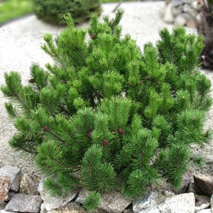 Pinus mugo var. 'Pumilio' / Párnás törpefenyő