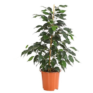 Ficus benjamina ' Danielle' / Csüngőágú fikusz