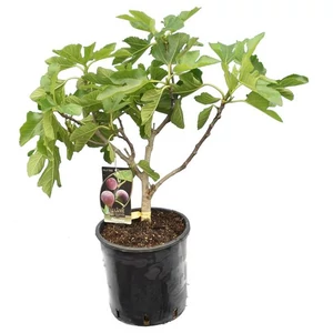 Ficus carica 'Szentesi' / Termő füge bokor