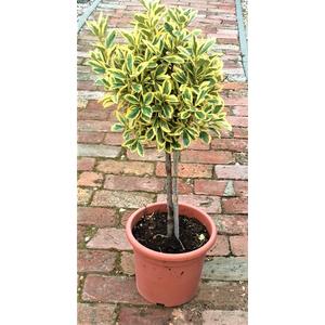Euonymus japonicus 'Bravo' / Japán kecskerágó (1/4 törzses)