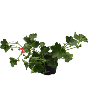 Pelargonium peltatum / Futó muskátli