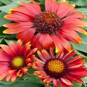 Gaillardia aristata 'Arizona Red Shades' / Piros virágszínű évelő kokárdavirág