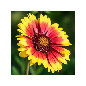 Gaillardia aristata 'Arizona Sun' / Sárga-piros virágszínű évelő kokárdavirág