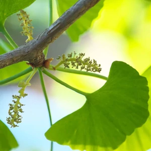 Ginkgo biloba / Páfrányfenyő