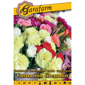 Dianthus caryophyllus / Grenadin szegfű színkeverék