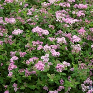 Spiraea japonica ‘Little Princess’ / Japán gyöngyvessző