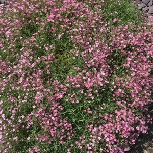 Gypsophila repens 'Filou Rose' / Rózsaszín virágú terülő fátyolvirág