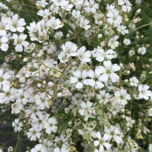 Gypsophila repens 'Filou White' / Fehér virágszínű terülő fátyolvirág