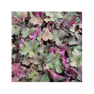 Heuchera 'Rex dark amber' - Tűzeső