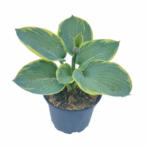 Hosta 'Frances Williams' / Árnyékliliom