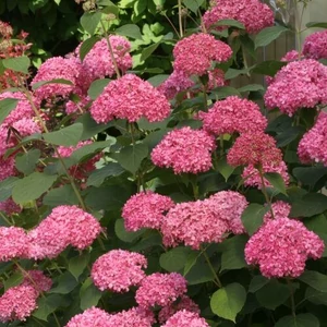 Hydrangea arborescens 'Pink Annabelle' / Rózsaszín virágú cserjés hortenzia