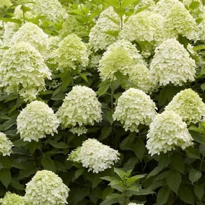 Hydrangea paniculata 'Limelight' / Bugás hortenzia