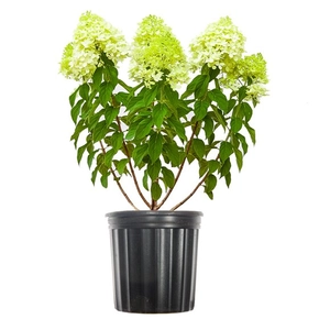 Hydrangea paniculata 'Limelight' / Bugás hortenzia
