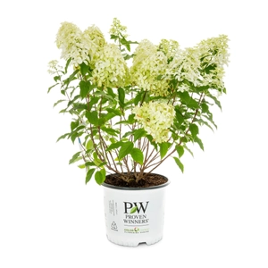 Hydrangea paniculata 'Phantom' / Bugás hortenzia
