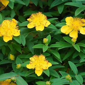 Hypericum calycinum / Örökzöld orbáncfű